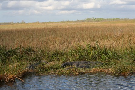 Alligators aux Everglades