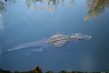 Alligator au parc national des Everglades