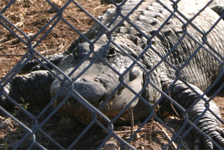Everglades Alligator Farm