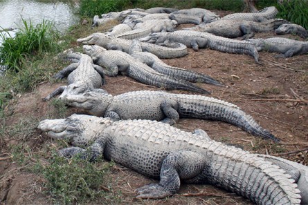 Everglades Alligator Farm