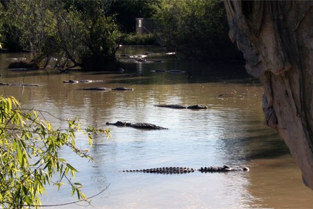 Everglades Alligator Farm