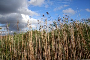 Parc national des Everglades