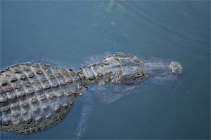 Parc national des Everglades
