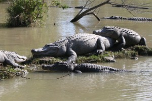 Le parc national des Everglades (Floride)