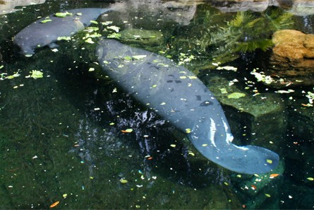 Lamantins (Manatee)