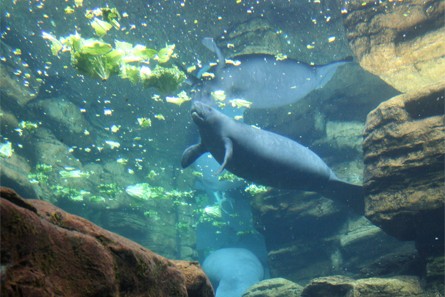 Manatee Rescue, SeaWorld