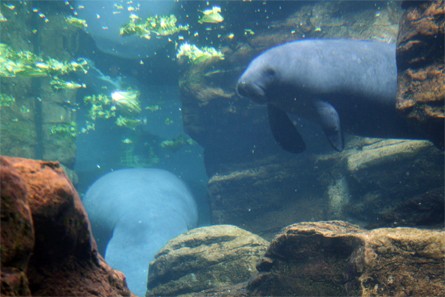 Lamantins &agrave; SeaWorld, Orlando