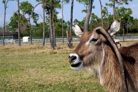 Lion Country Safari, Floride