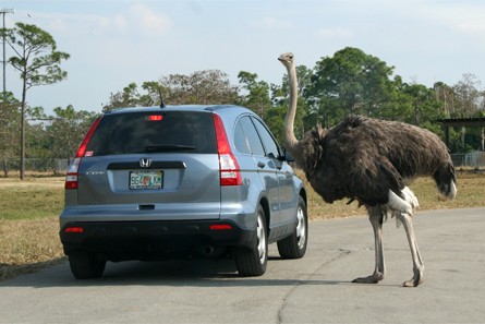 Lion Country Safari, West Palm Beach