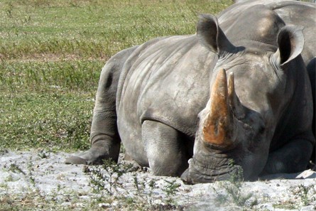 Rhinocéros, Lion Country Safari