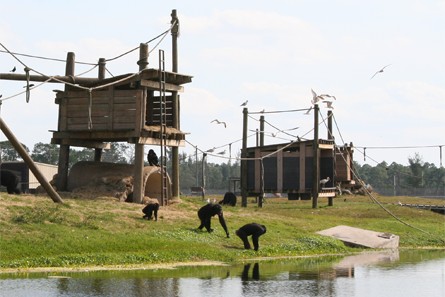 Chimpanzés au Lion Country Safari