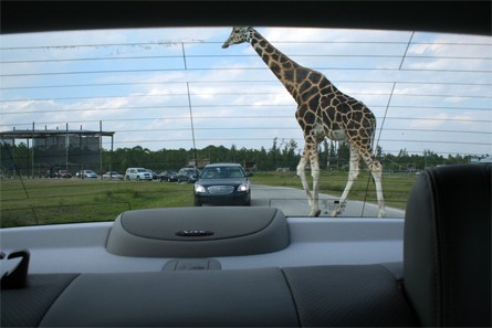 Girafe au Lion Country Safari