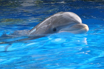Dolphin Nursery, SeaWorld