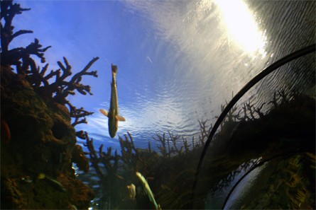 SeaWorld Orlando