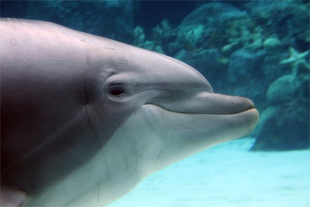 Dolphin Cove, SeaWorld