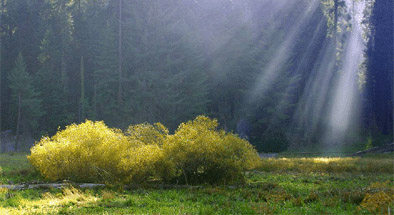 Sequoia Park