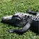 Vid&eacute;o Everglades National Park