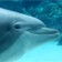 Vid&eacute;o SeaWorld (Floride)