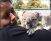 Voil Monty, 8 mois et demi. Un jeune koala sorti de la poche de sa maman il y a juste 2 mois.