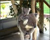Les koalas se nourissent d'eucalyptus et ne boivent jamais.