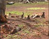 Le bb kangourou volue dans la poche abdominale de sa maman jusqu' 1 an.