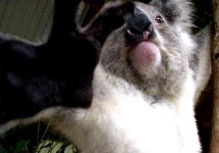 Vidéo koalas et kangourous