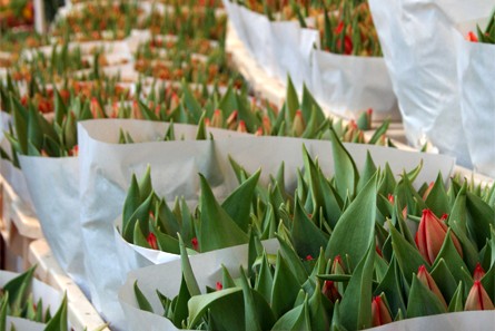 Tulipes à Amsterdam