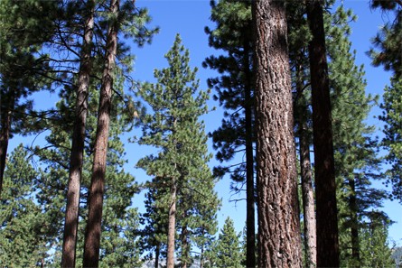Séquoias en Californie