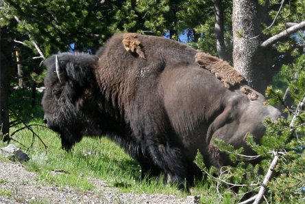 Bison à Yellowstone