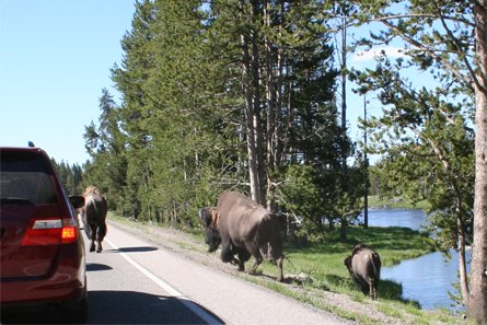 Bisons à Yellowstone