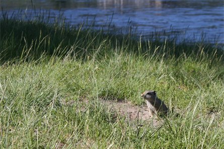 Chien de prairie, Yellowstone