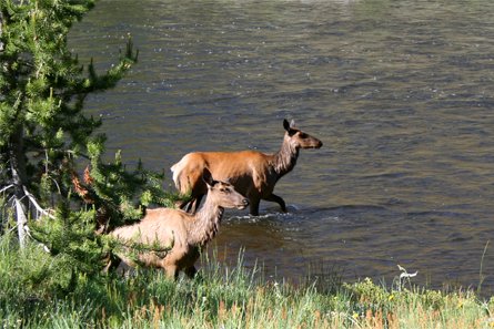 Yellowstone