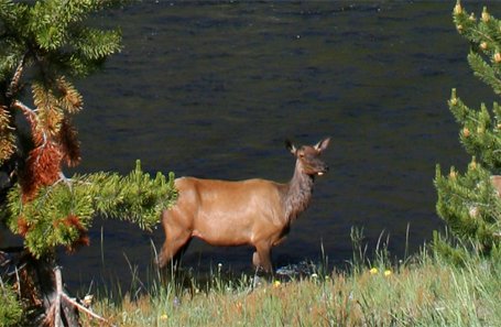 Wapiti, Yellowstone