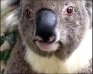 Vidéo Kangourous et Koalas