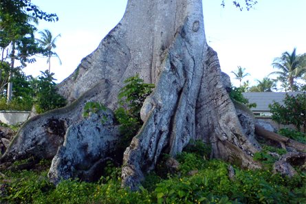 Le plus vieil arbre de République dominicaine