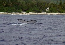 Baleines à Samana