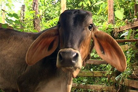 Vache en République dominicaine