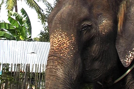 Eléphant en Thaïlande