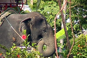 Vidéo Phuket, Thaïlande