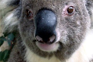 Vidéo Kangourous et Koalas, Australie