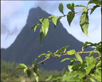 Le Mont Rotui, à Moorea