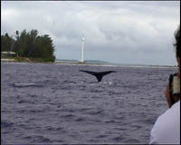Une baleine à bosses, à Moorea