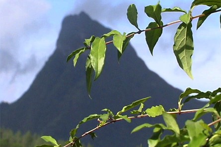 Mont Rotui à Moorea