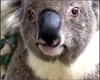 Natif de l'Autralie de l'ouest, le koala est un animal en voie d'extinction.