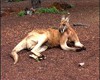 Le plus grand spécimen de la famille des Kangourous : le kangourou roux.