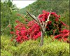 C'est en Nouvelle-Caldonie que l'on trouve le plus de fleurs endmiques.