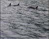 Un peu plus loin s'battent les dauphins  long bec. Ils jouent en groupe.