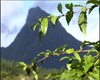 A Moorea, Le Mont Rotui a des airs de Cervin.