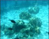 Le plus beau lagon du monde subit de plein fouet la pollution. Ici, du corail mort.