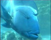 Le corail blanchit et les habitants du lagons souffrent, comme le Napolon.